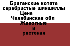 Британские котята серебристые шиншиллы › Цена ­ 5 000 - Челябинская обл. Животные и растения » Кошки   . Челябинская обл.